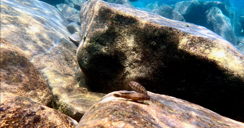 Telmatochromis cf. temporalis 'Mtosi'